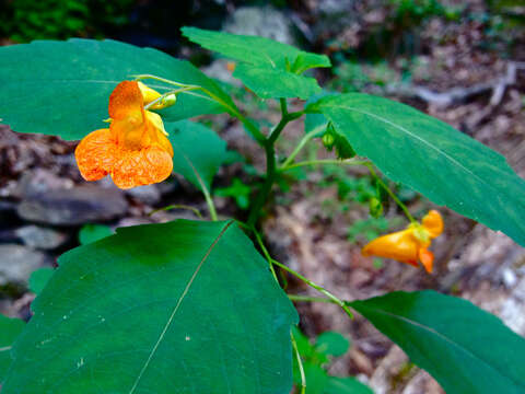 Image of jewelweed