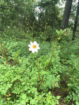 Image of Bedding Dahlia