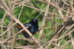 Image of Indian Robin