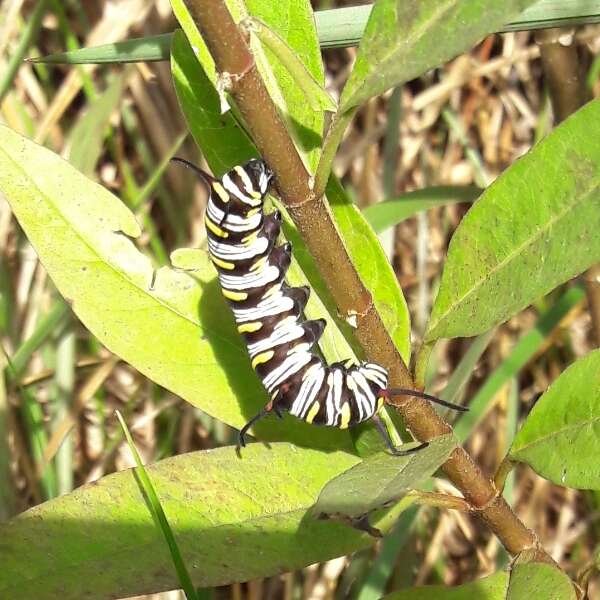 صورة <i>Danaus <i>gilippus</i></i> gilippus