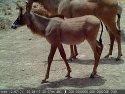 Image of Roan Antelope