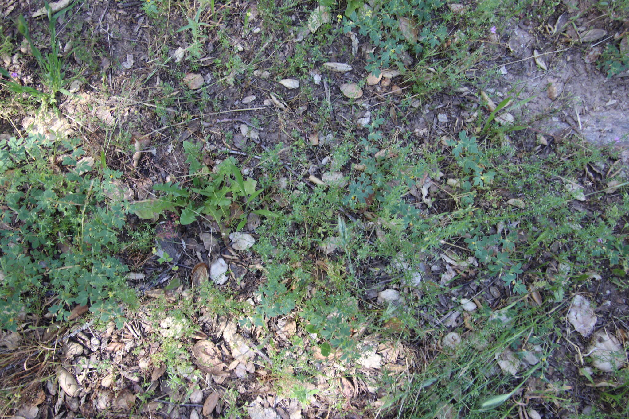 Image of wall bedstraw