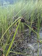 Image of coastal sedge