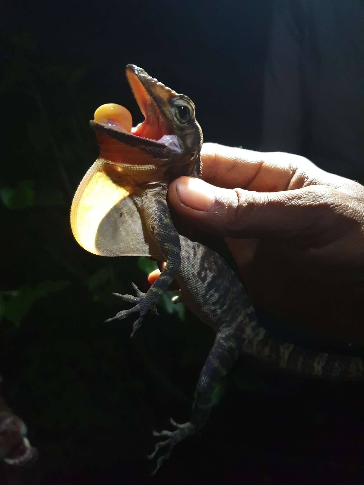 Image of Barahona  Anole