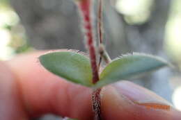 Image of Crassula obovata var. obovata