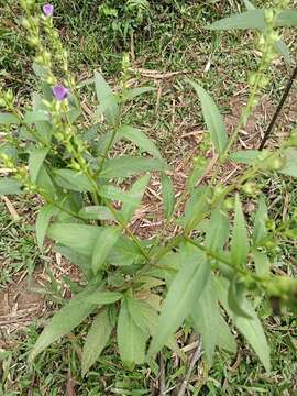 Image de Artanema longifolium (L.) Vatke