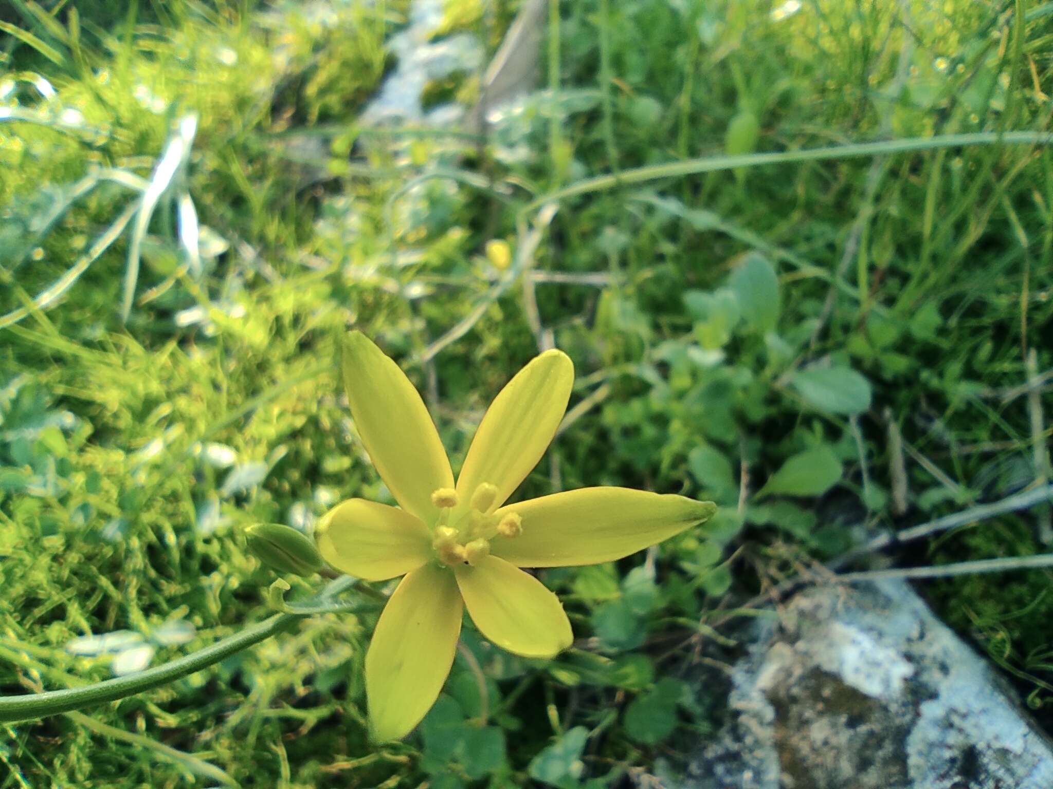 Gagea chlorantha (M. Bieb.) Schult. & Schult. fil.的圖片