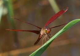 Image of Black Stream Glider