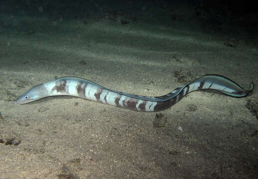 Image of Ash-colored conger eel