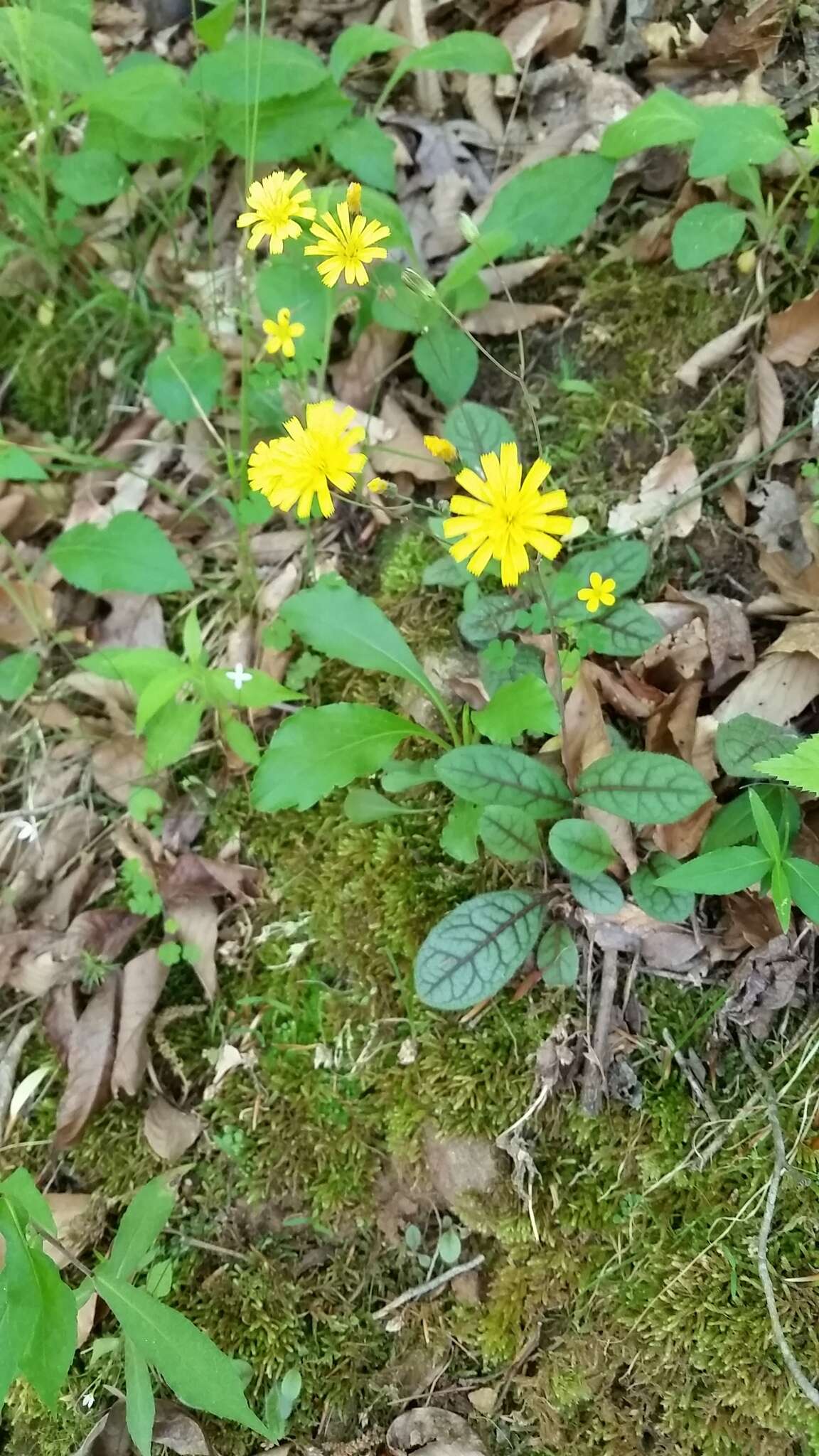 Image of rattlesnakeweed