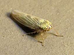 Image of Aster Leafhopper