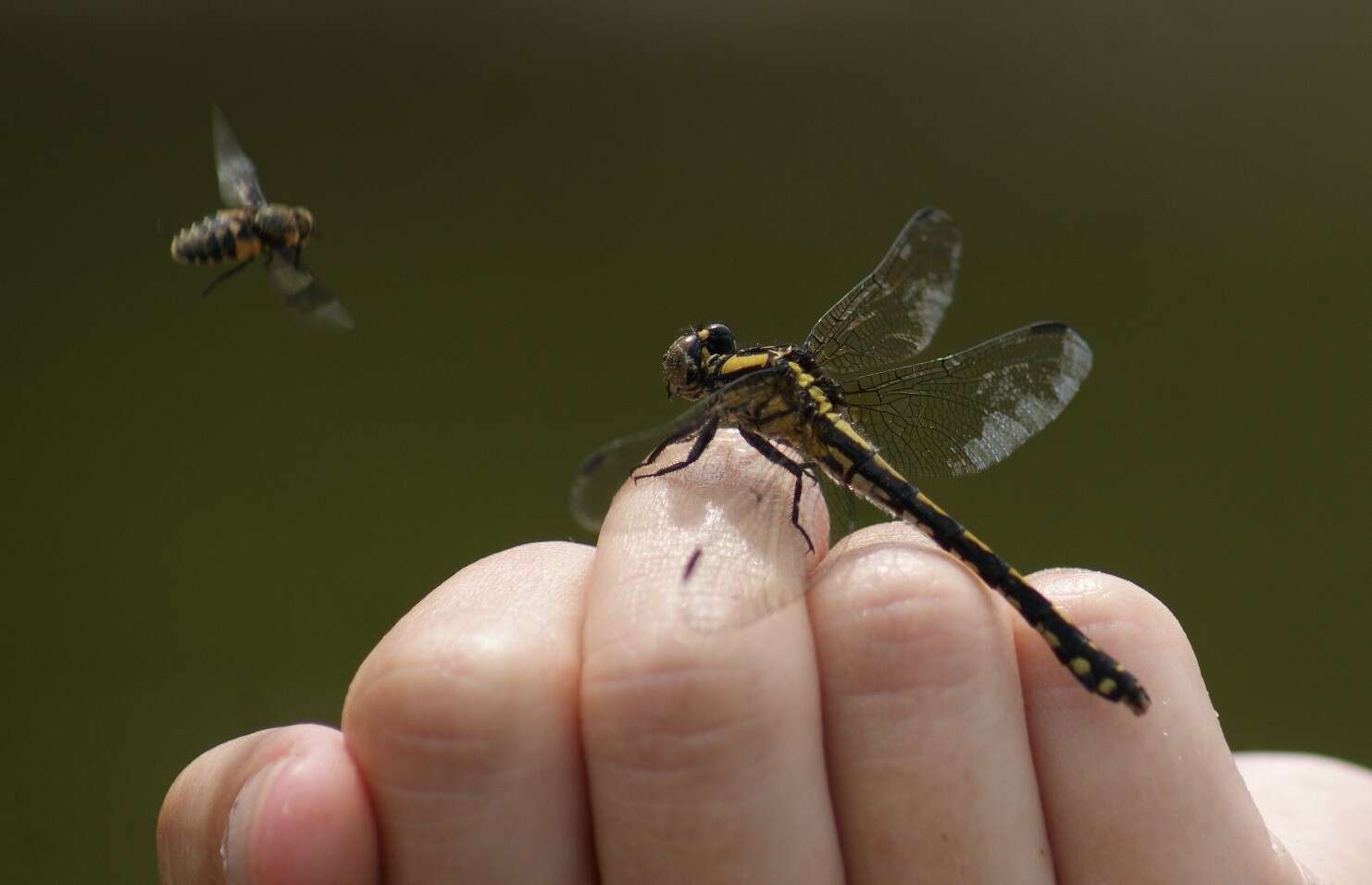 صورة Ophiogomphus anomalus Harvey 1898