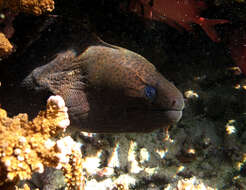 Image of Giant moray