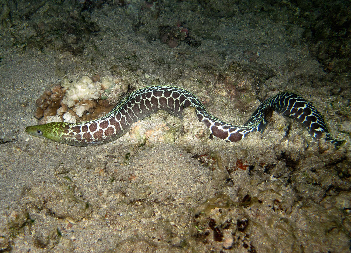 Image of Undulated moray