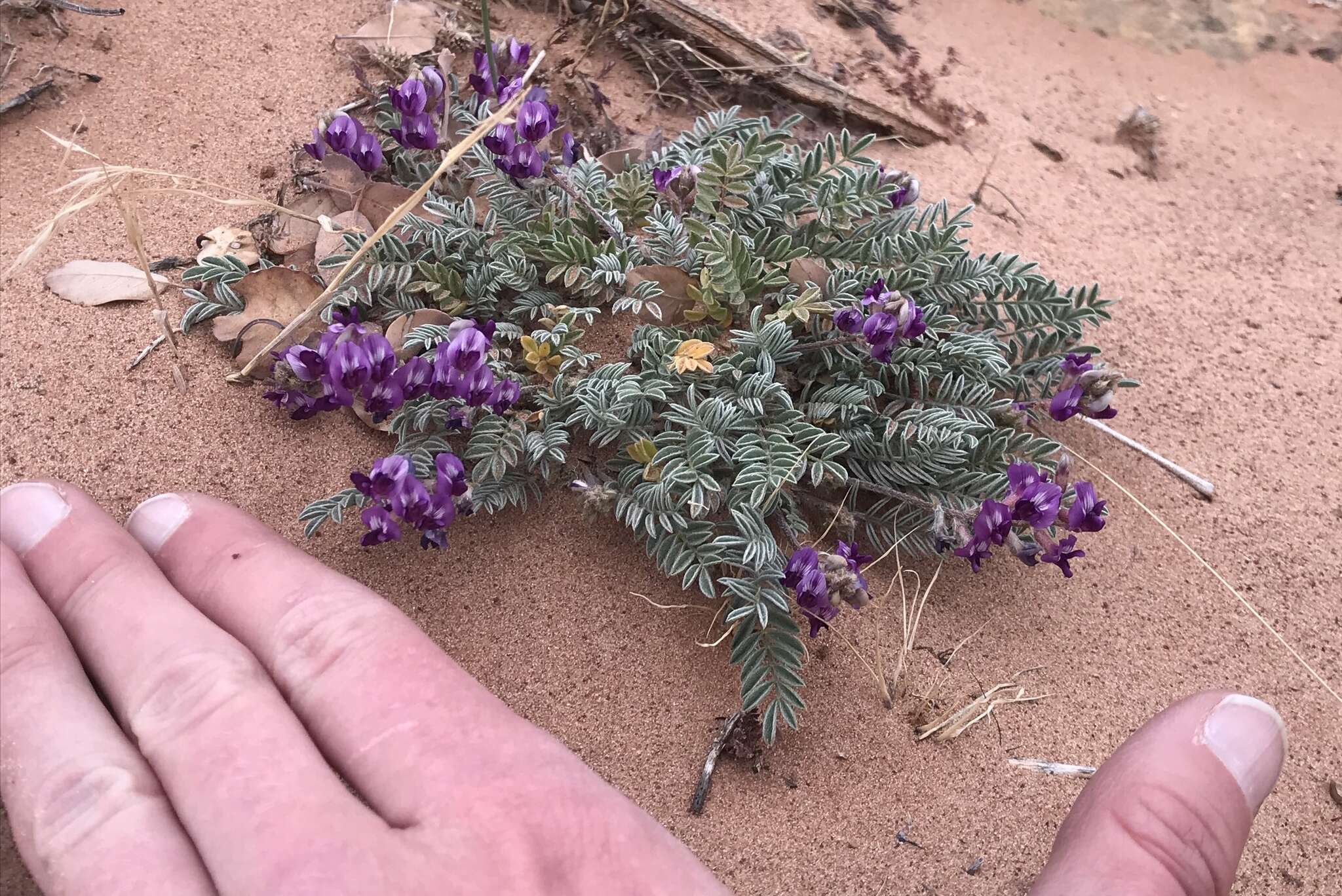 صورة Astragalus desperatus M. E. Jones