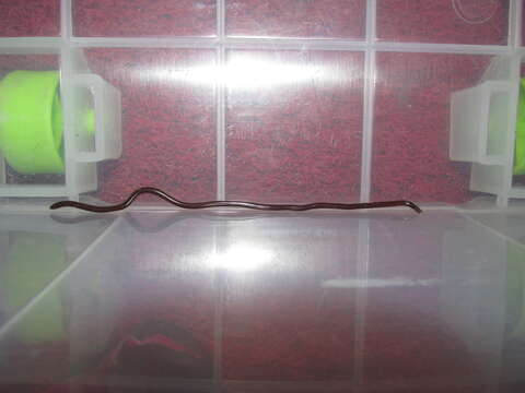 Image of Slender Worm Snake