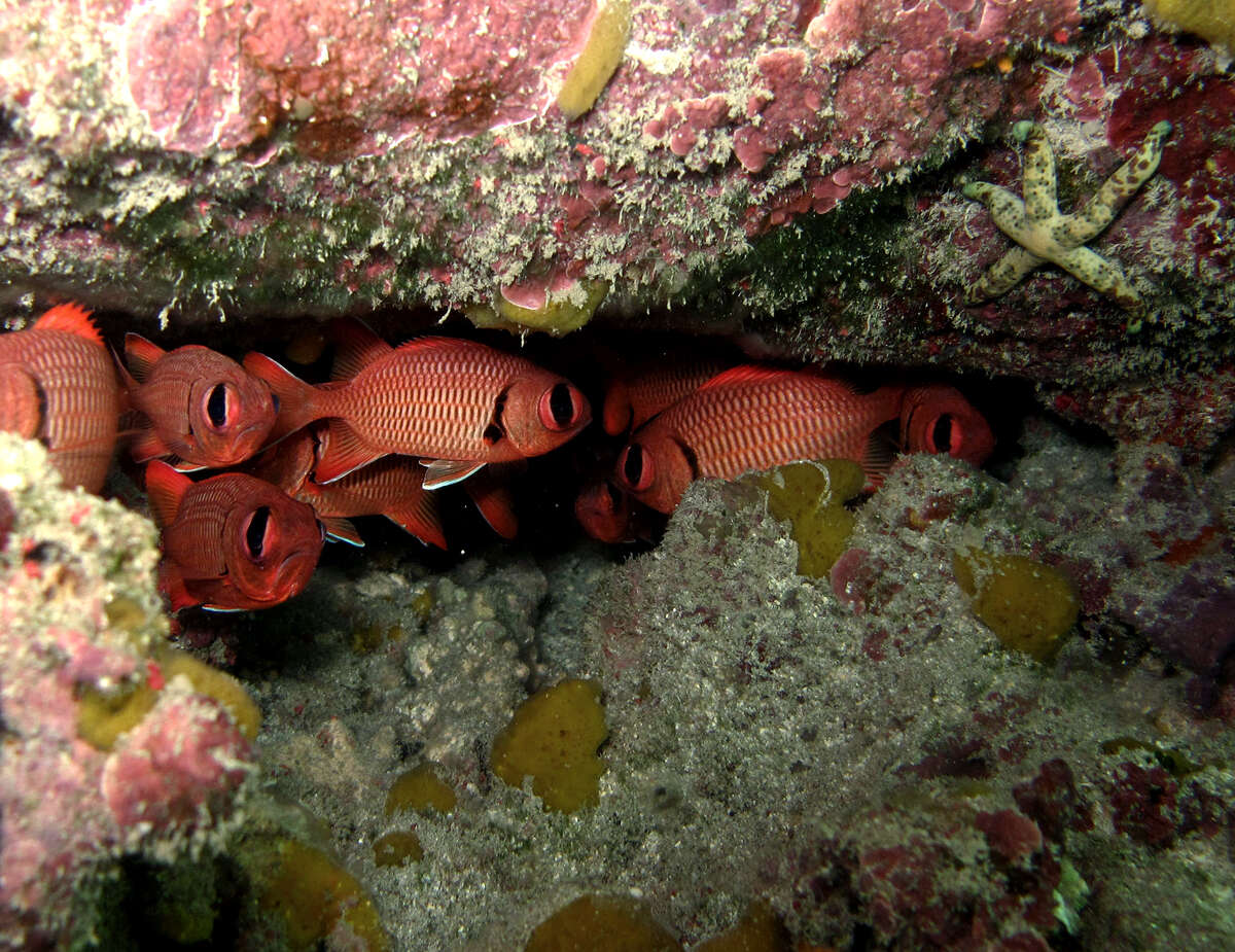 Image of Big-eye Soldierfish