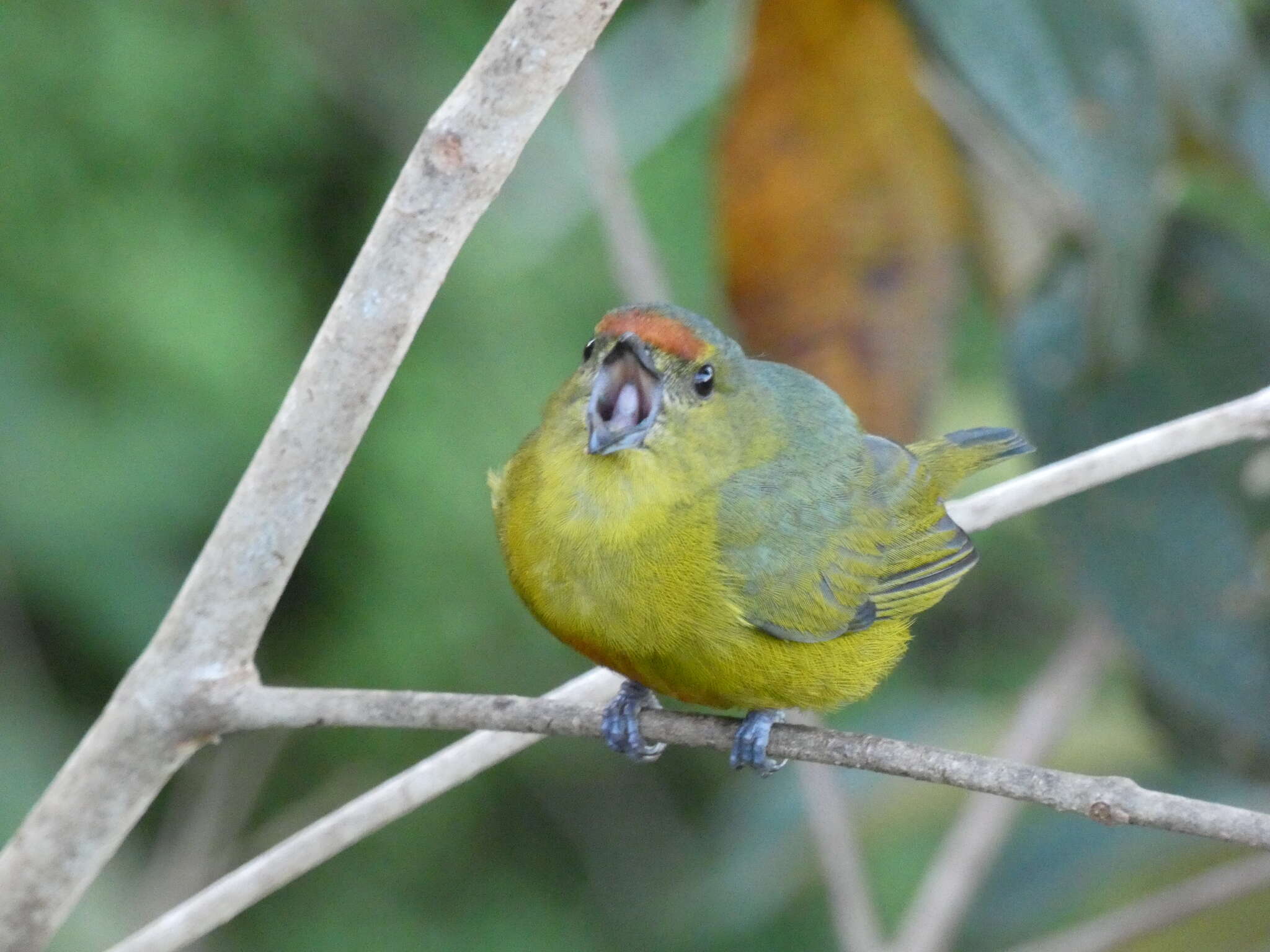 Imagem de Euphonia imitans (Hellmayr 1936)