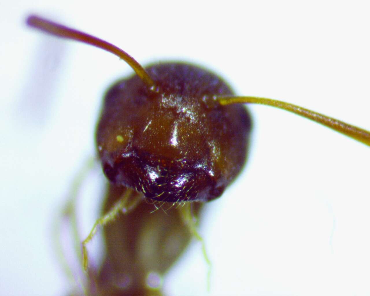 Image of Camponotus snellingi Bolton 1995