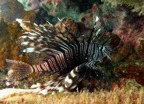 Pterois miles (Bennett 1828) resmi