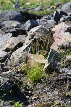 Image of Carex capillaris subsp. fuscidula (V. I. Krecz. ex T. V. Egorova) Á. Löve & D. Löve