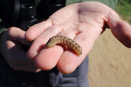 Image of Large Yellow Underwing