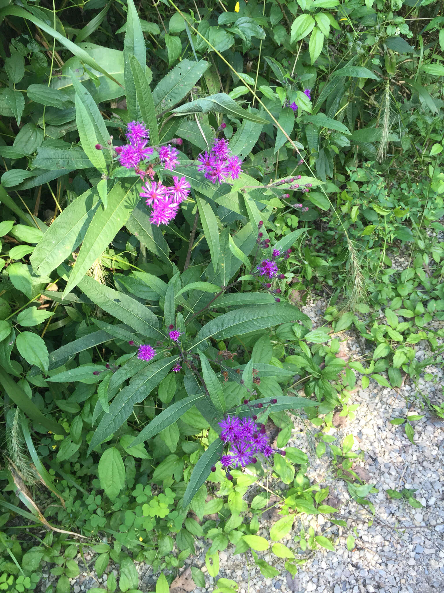 <i>Vernonia <i>gigantea</i></i> subsp. gigantea resmi