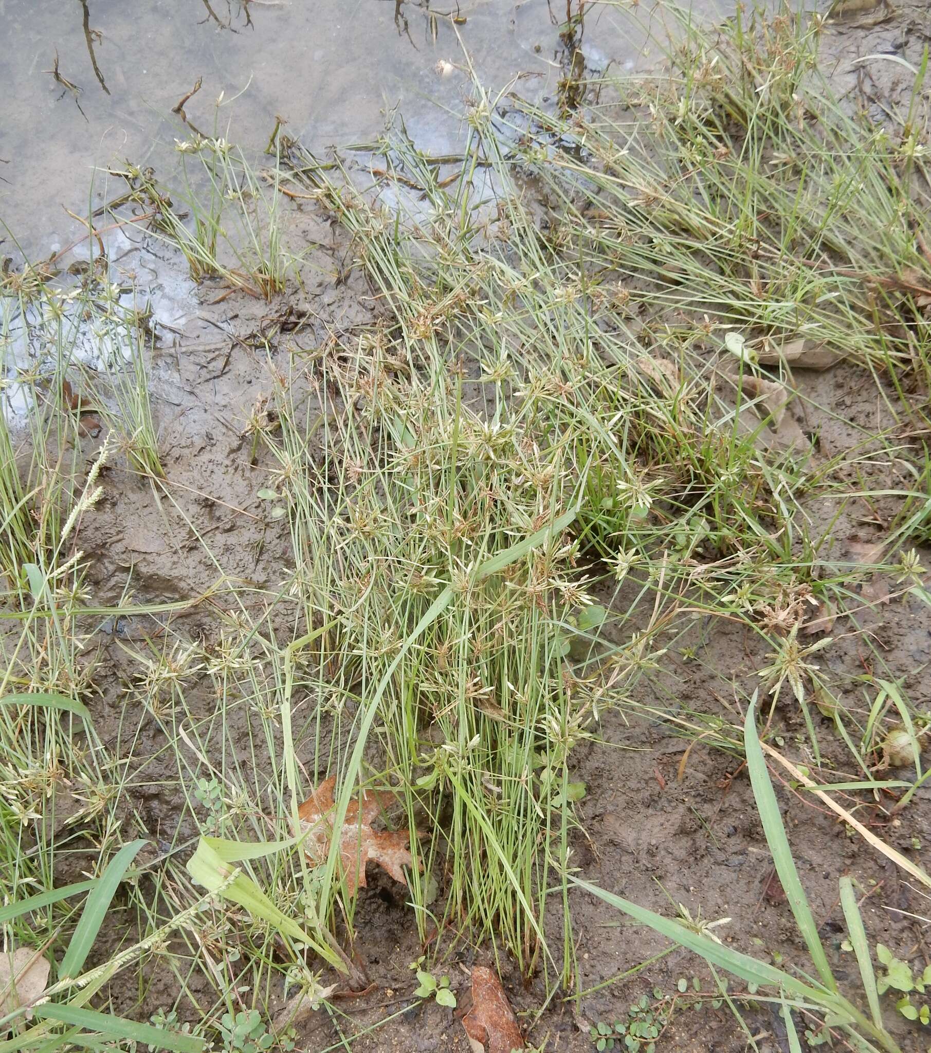 Image of Yellow Flat Sedge