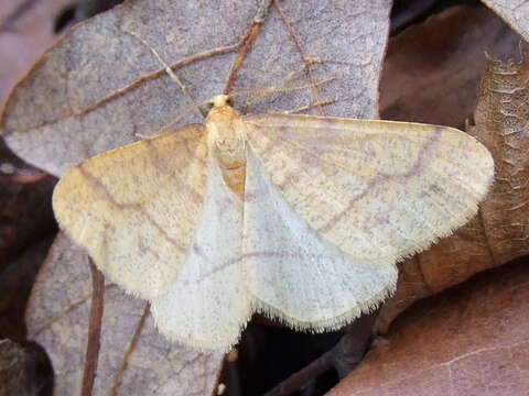 Image of Agriopis aurantiaria (Hübner)