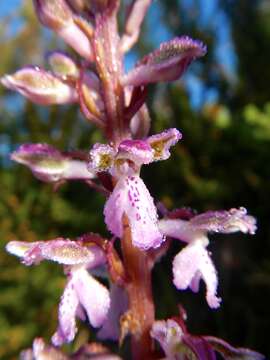 Image of Orchis patens Desf.