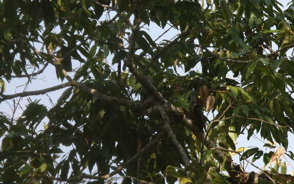 Image of Stripe-breasted Woodpecker