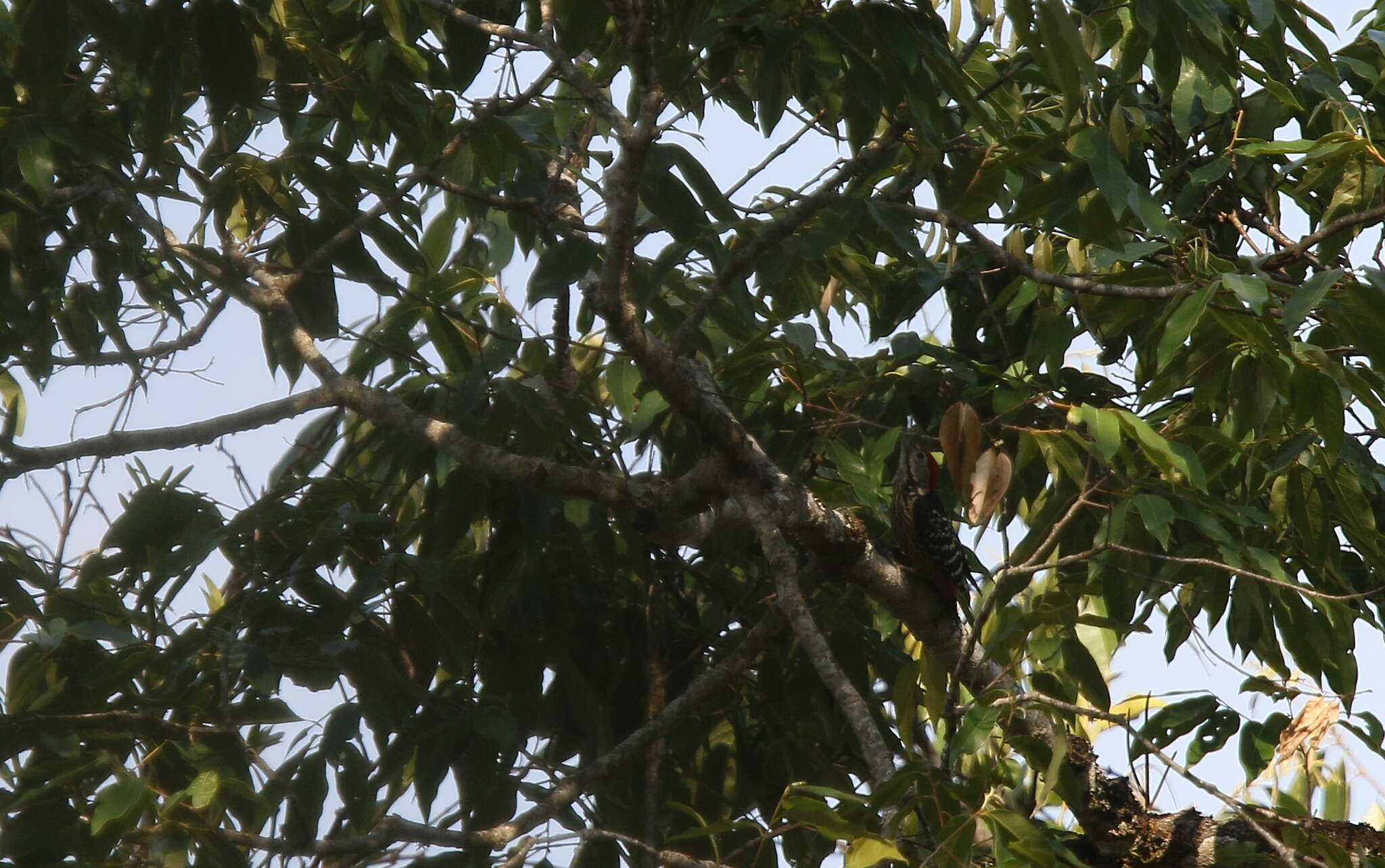 Image of Stripe-breasted Woodpecker