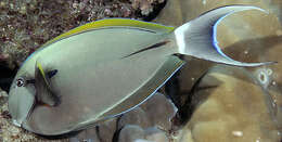 Image of Black-barred Surgeonfish