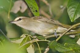 Слика од Vireo magister (Baird & SF 1871)