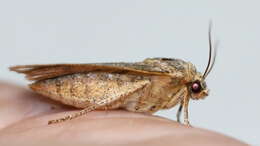 Слика од Abagrotis alternata Grote 1864