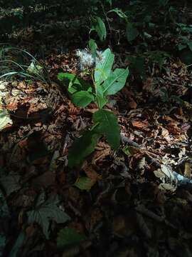 Image of Senecio ovatus subsp. alpestris (Gaudin) J. Herborg