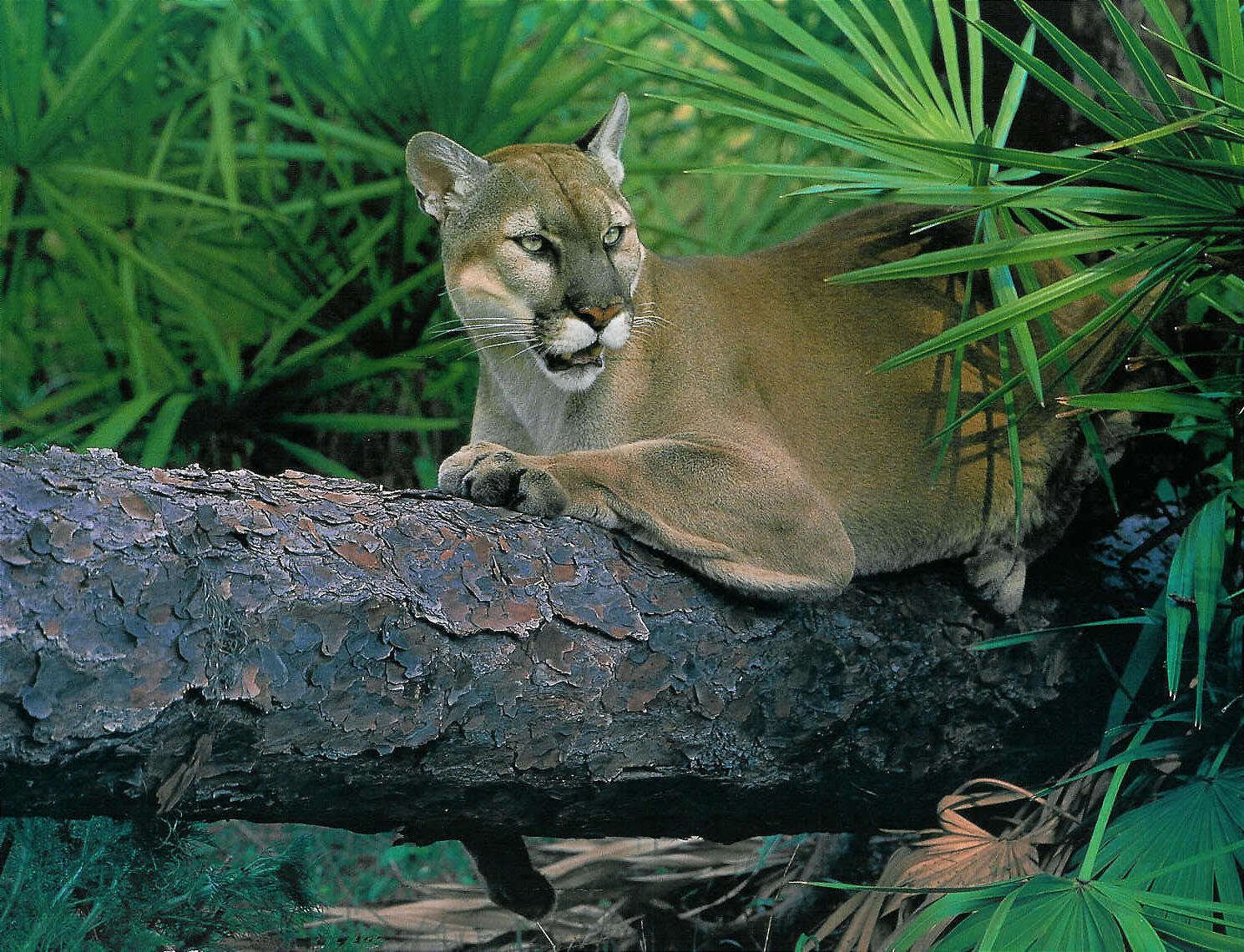 Image of Puma concolor coryi