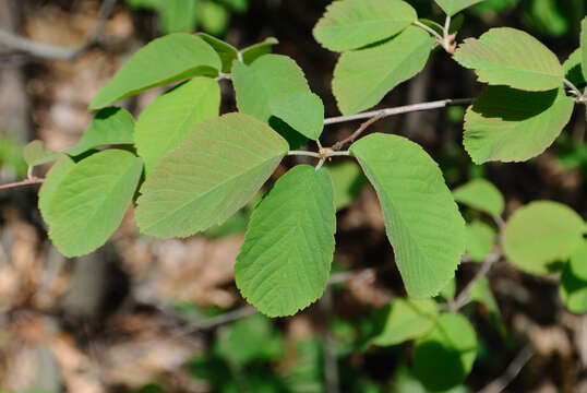 Imagem de Amelanchier sanguinea (Pursh) DC.