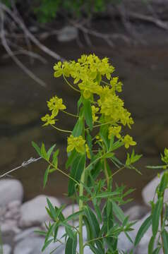 Image of Euphorbia lamprocarpa (Prokh.) Prokh.