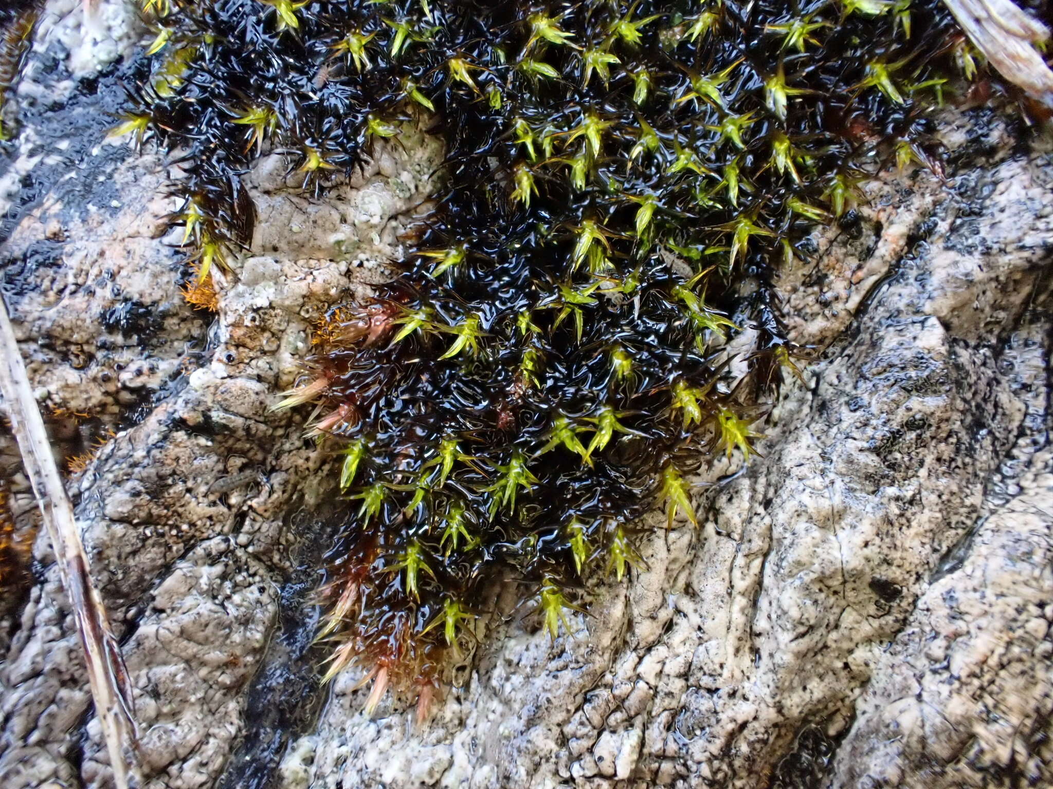 Image of schistidium moss