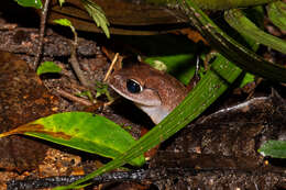 Image of Montane Litter Frog