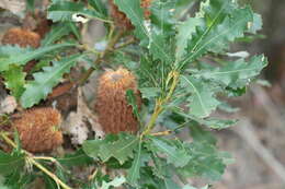 Image of Oak-leaved Banksia