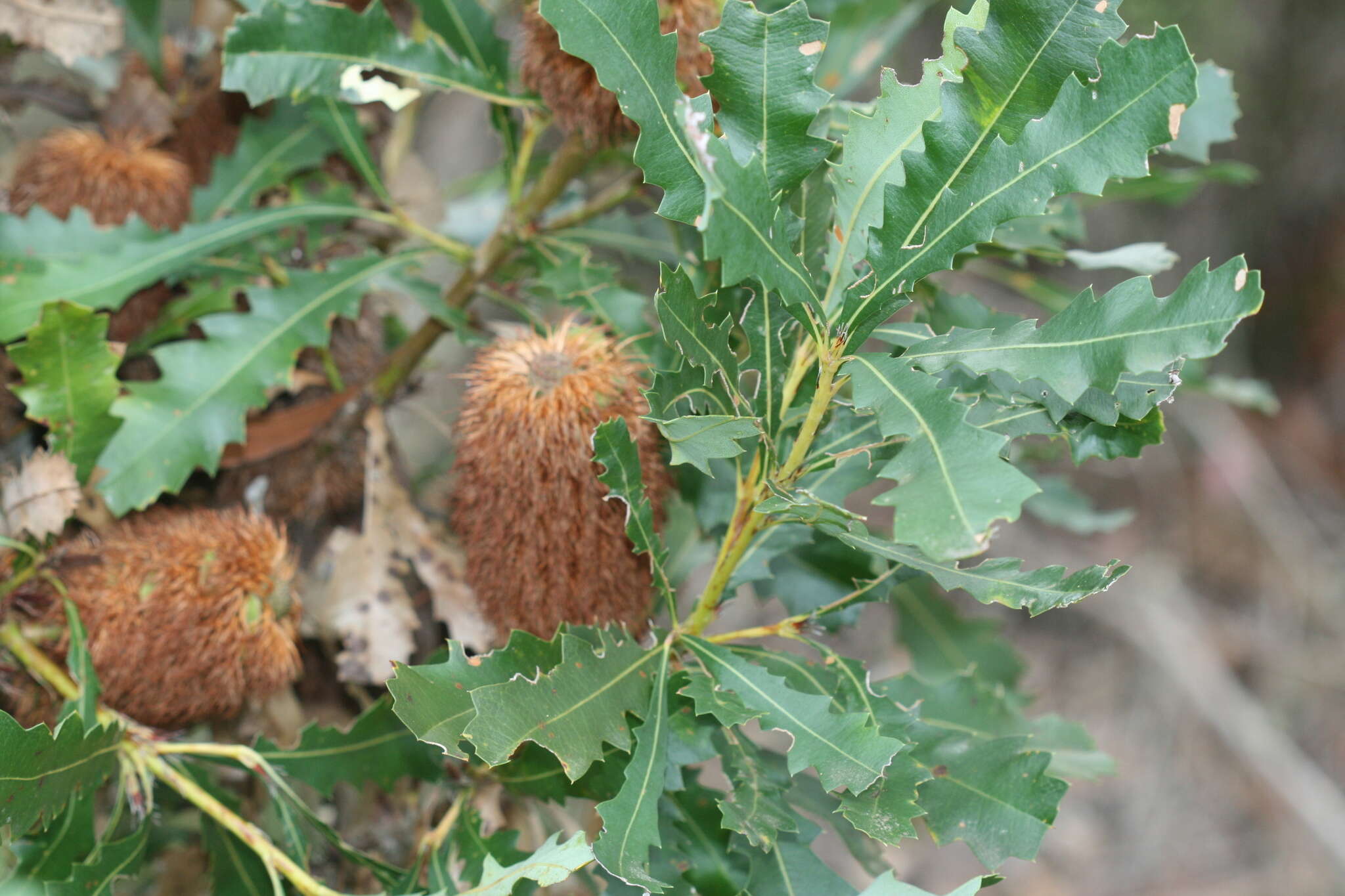 Image of Oak-leaved Banksia