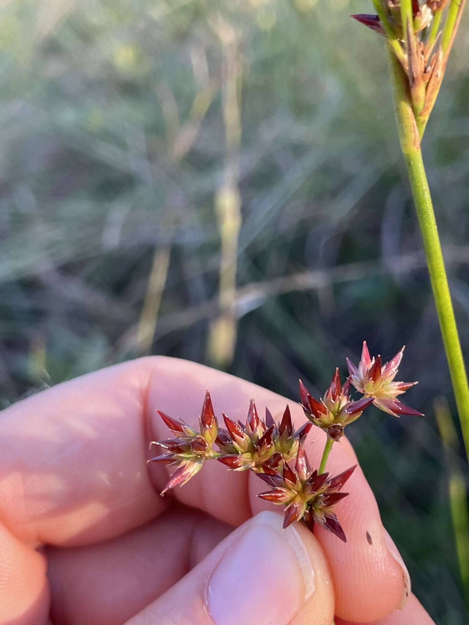 Imagem de Juncus trigonocarpus Steud.