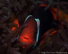 Image of Blackback anemonefish