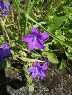 Image of Peach-leaf Bellflower