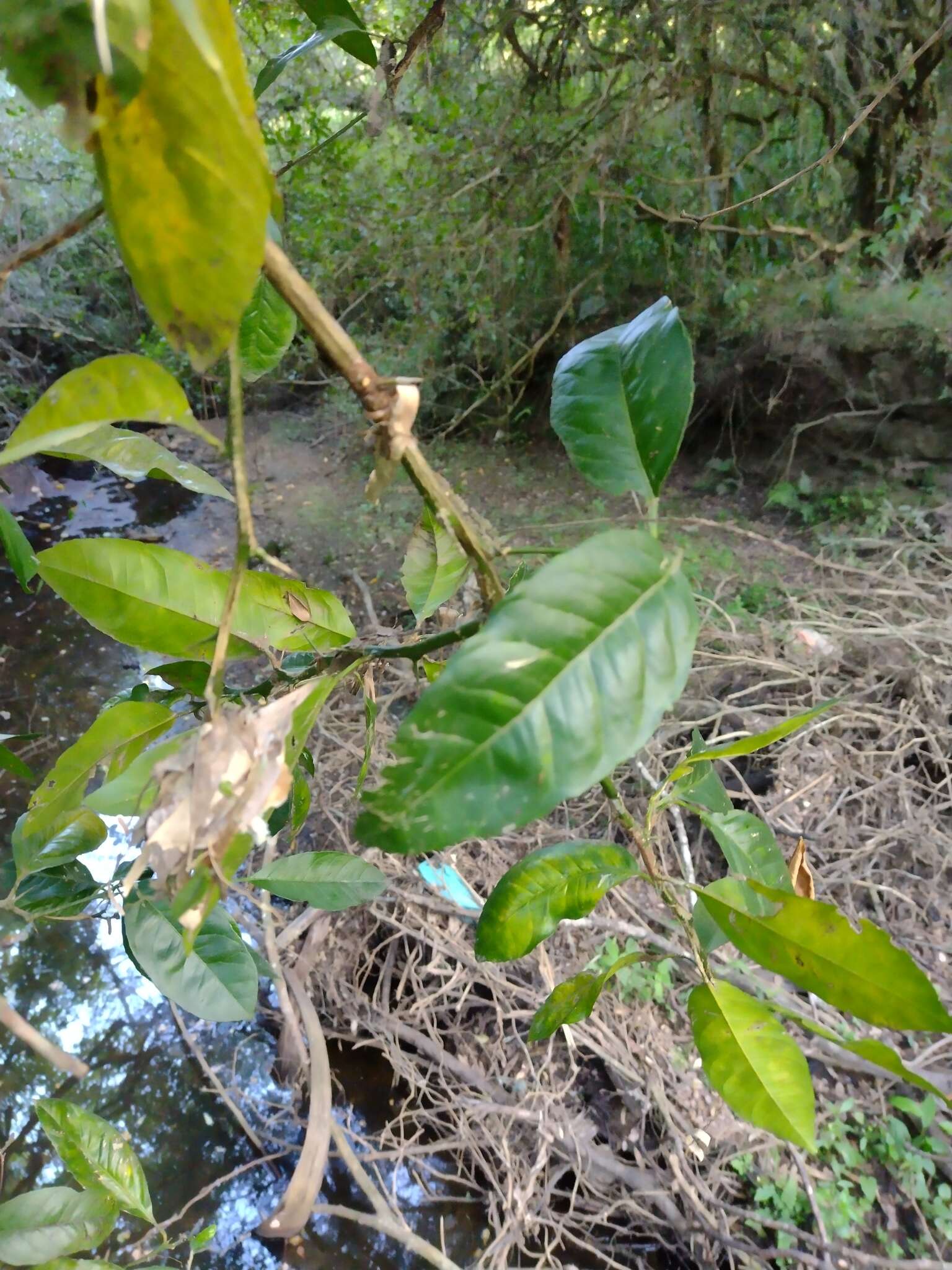 Image of Citrus limonia Osbeck