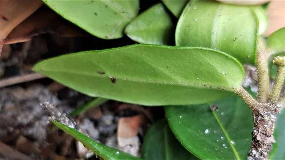 Image of Leichhardtia suaveolens (R. Br.) P. I. Forst.