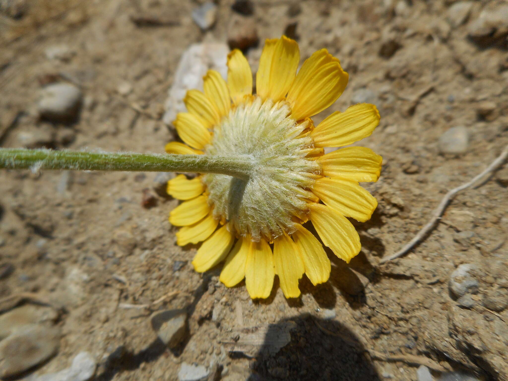 Image of Dyer's Chamomile