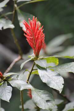 Image of Aphelandra scabra (Vahl) Sm.